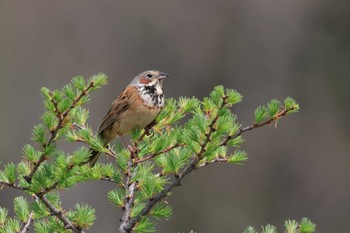 Chestnut-eared Bunting 奥日光(戦場ヶ原,湯滝) Wed, 5/31/2023