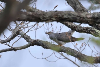 Common Cuckoo 奥日光(戦場ヶ原,湯滝) Wed, 5/31/2023