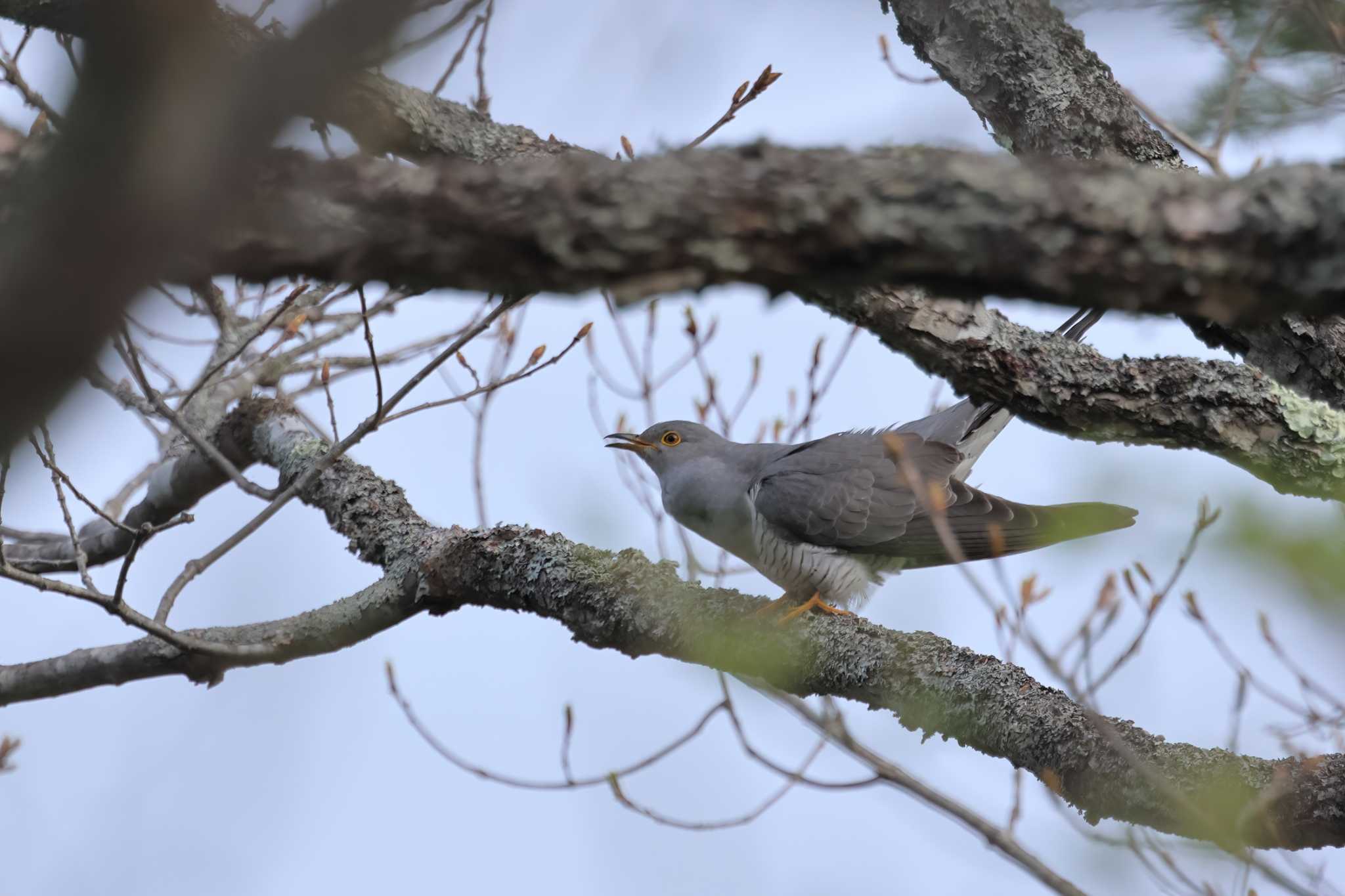 Photo of Common Cuckoo at 奥日光(戦場ヶ原,湯滝) by SIVA_RIVER