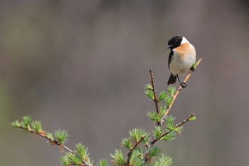 Amur Stonechat 奥日光(戦場ヶ原,湯滝) Wed, 5/31/2023