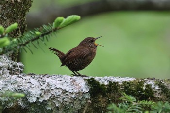 Eurasian Wren 奥日光(戦場ヶ原,湯滝) Wed, 5/31/2023