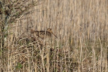 2023年5月31日(水) 奥日光(戦場ヶ原,湯滝)の野鳥観察記録