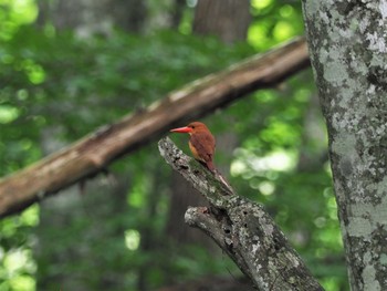 Ruddy Kingfisher Unknown Spots Wed, 7/11/2018