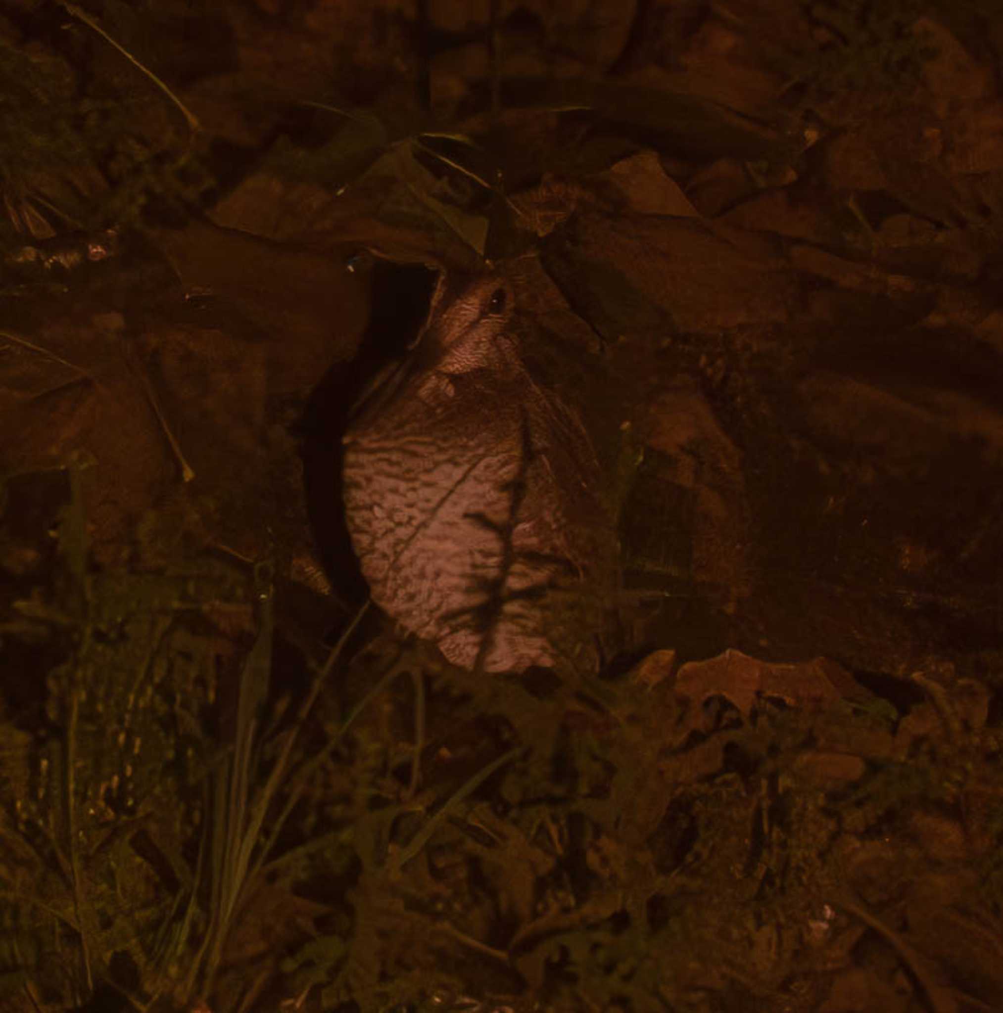 Photo of Amami Woodcock at 三太郎峠 by はいわん