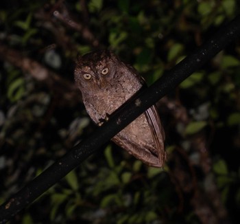 Ryukyu Scops Owl 三太郎峠 Fri, 9/16/2022