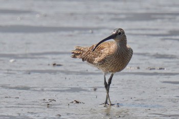 Eurasian Whimbrel 六郷橋緑地 Thu, 5/4/2023