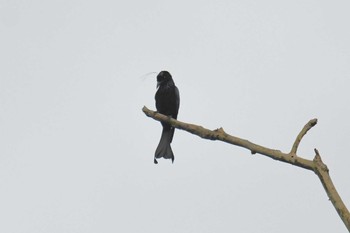 Hair-crested Drongo