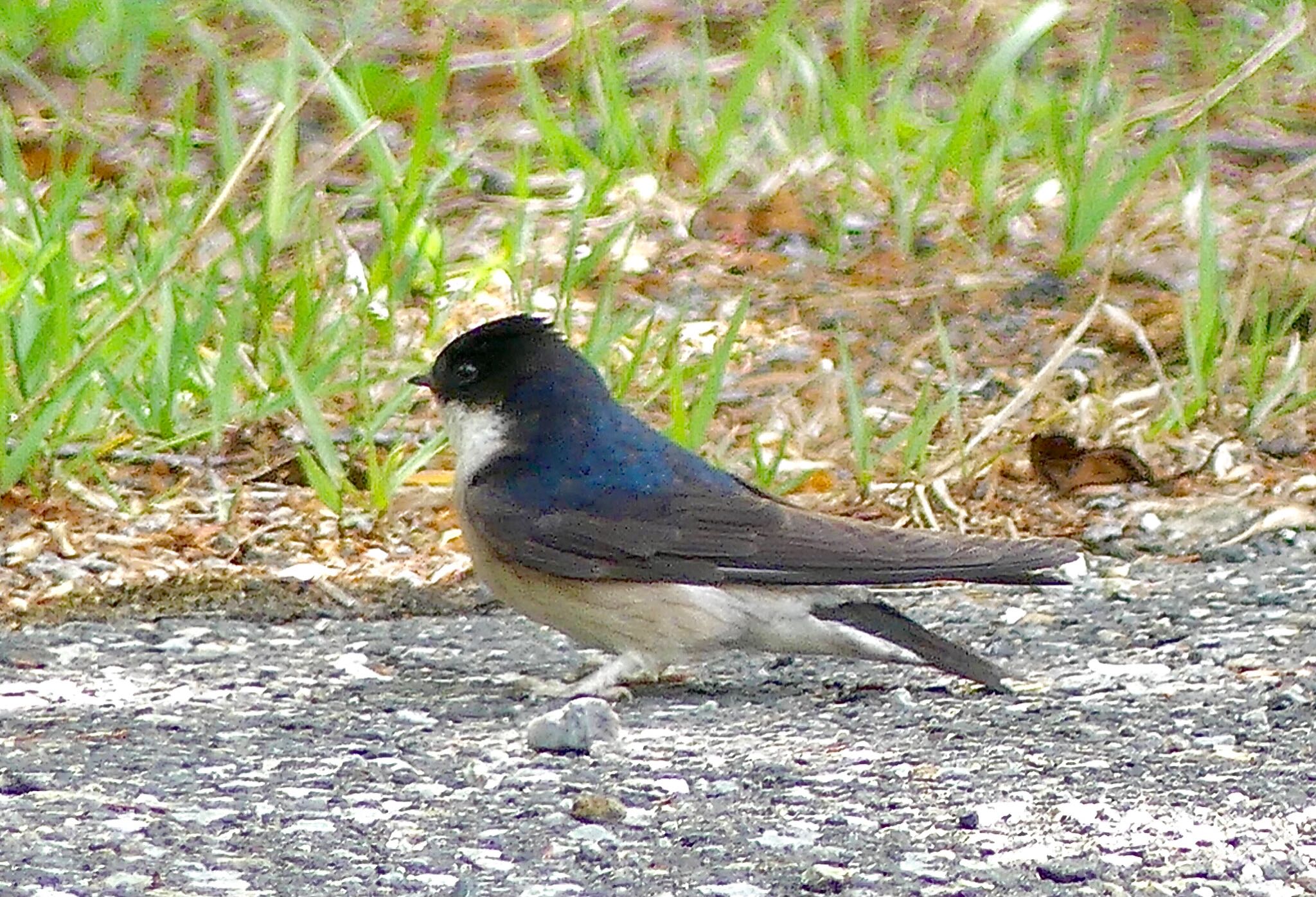 Asian House Martin