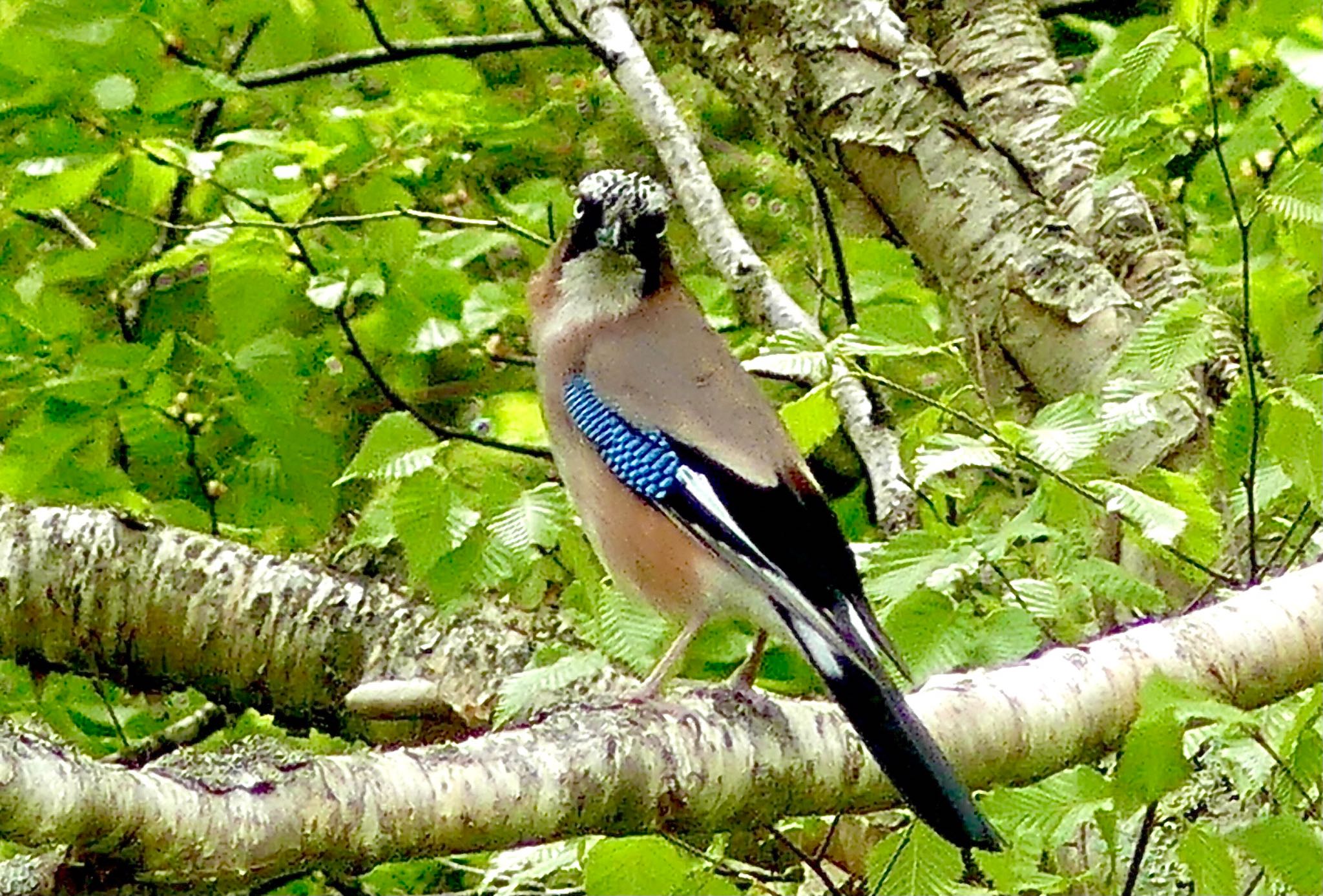 Eurasian Jay