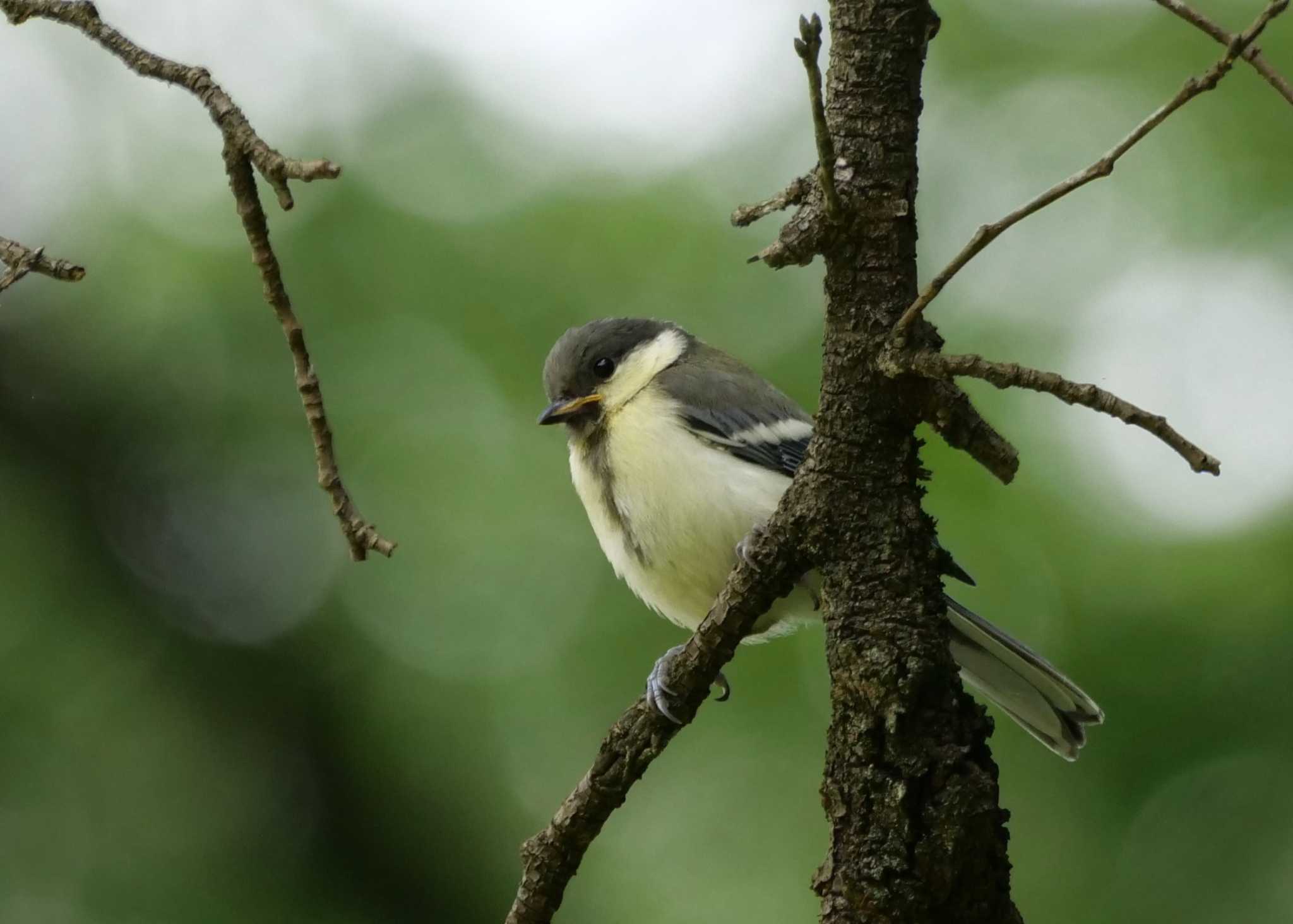 Photo of Japanese Tit at 秩父 by little birds