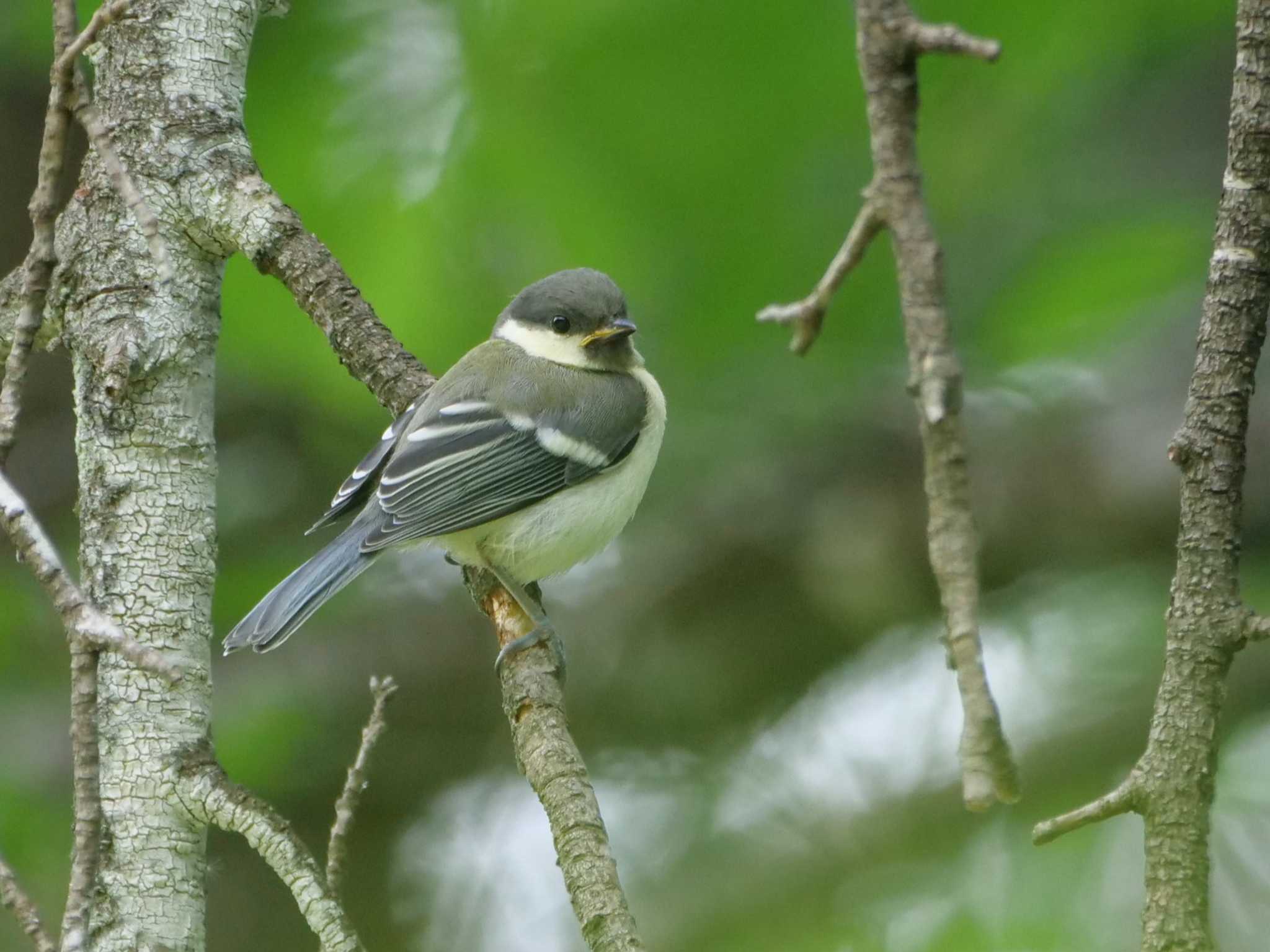 シジュウカラ幼鳥3態。　あどけなさがあるけれど大人へ。 by little birds