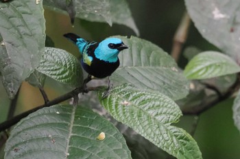 アオクビフウキンチョウ Mindo(Ecuador) 2023年5月19日(金)