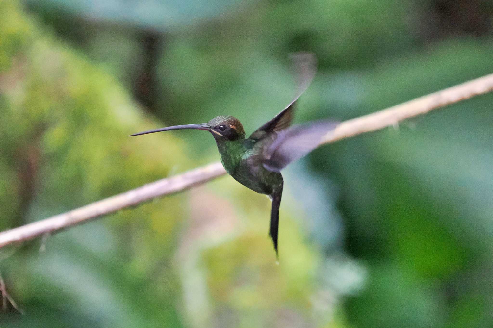 Mindo(Ecuador) ミドリビタイヤリハチドリの写真 by 藤原奏冥