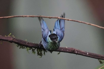 ズグロアオフウキンチョウ