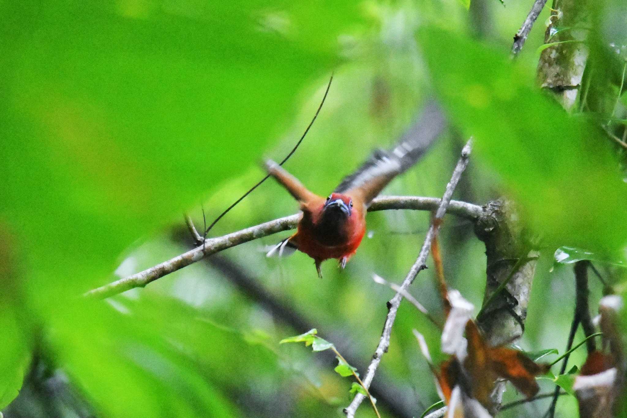 Photo of Red-headed Trogon at Kaeng Krachan National Park by あひる