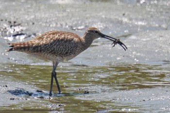 Eurasian Whimbrel 六郷橋緑地 Thu, 5/4/2023