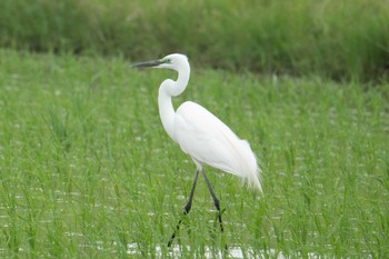 Great Egret Kunigamison Sat, 4/22/2023