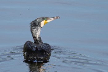 Great Cormorant 酒匂川河口 Fri, 5/5/2023