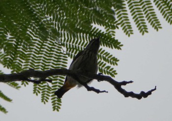 Yellow-vented Flowerpecker ベトナム Wed, 5/3/2023