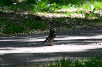 White-cheeked Starling 北海道大学 Wed, 5/24/2023