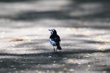 White Wagtail 北海道大学 Wed, 5/24/2023