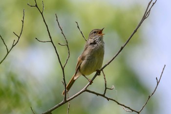 Japanese Bush Warbler Nishioka Park Sat, 5/27/2023