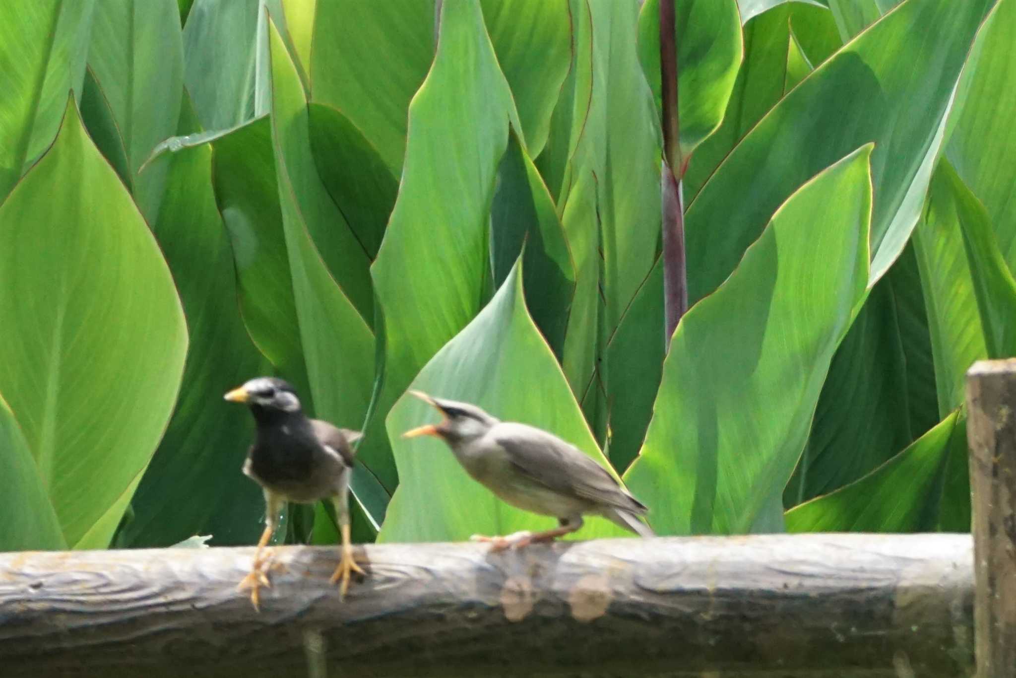 White-cheeked Starling