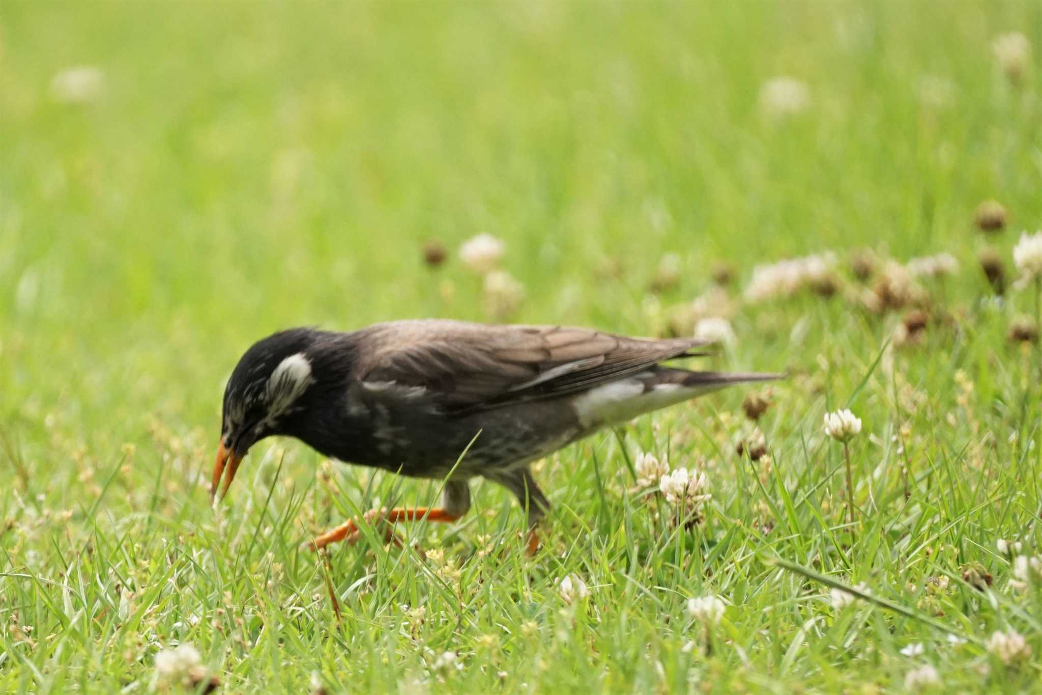 White-cheeked Starling