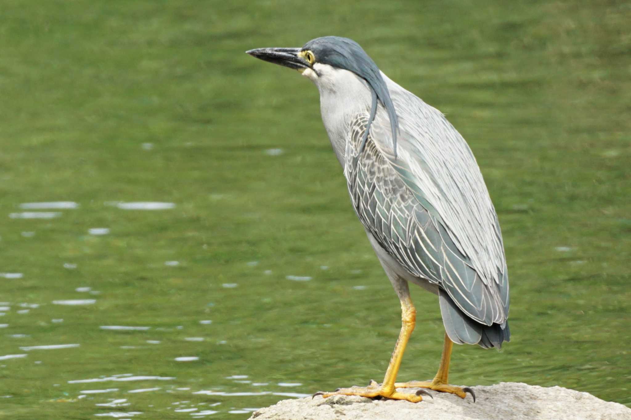 Striated Heron