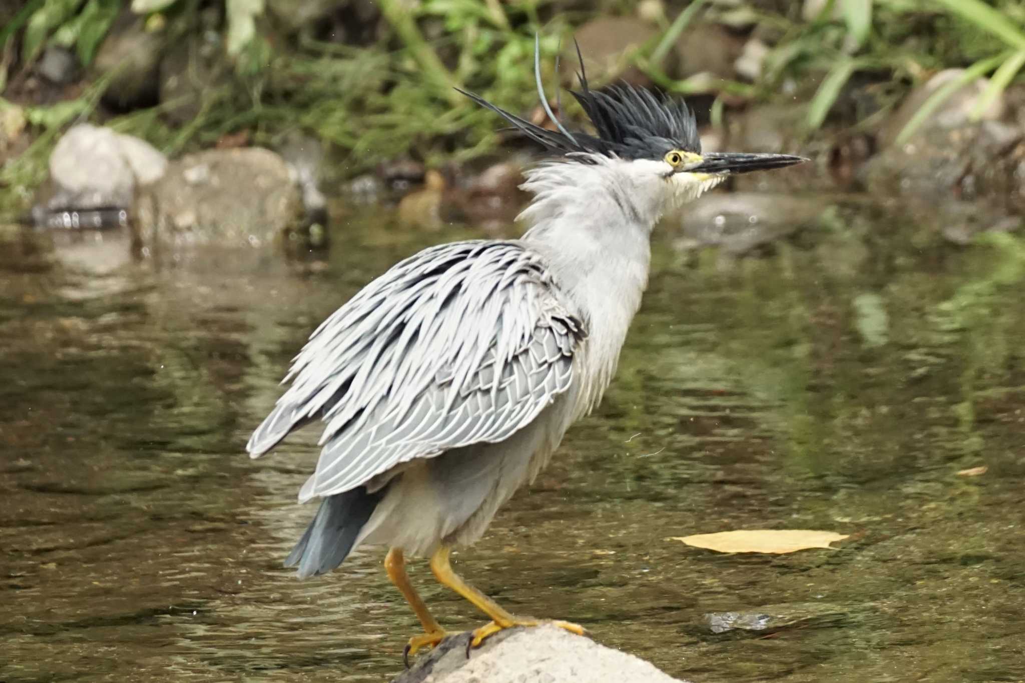 Striated Heron