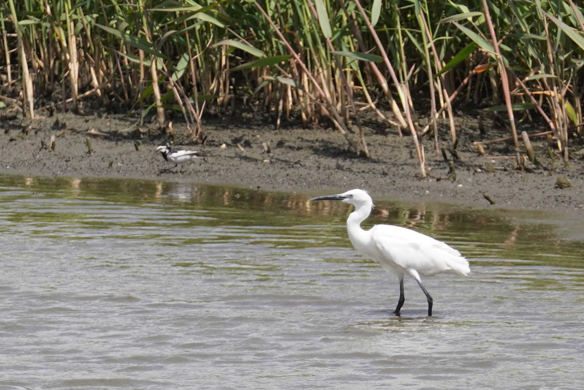 Photo of Little Egret at Tokyo Port Wild Bird Park by くまちん