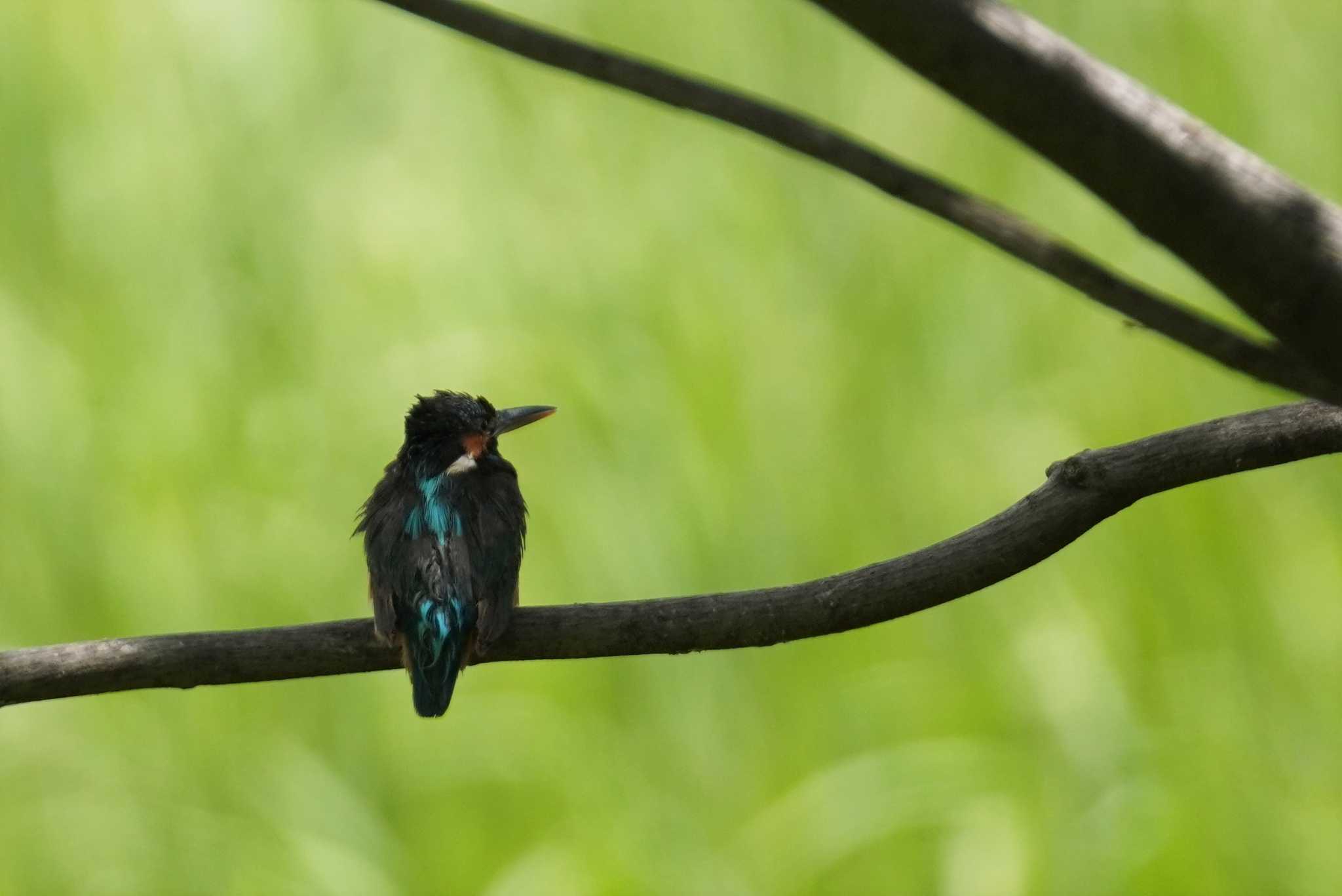 Photo of Common Kingfisher at Tokyo Port Wild Bird Park by くまちん