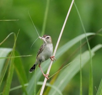 Zitting Cisticola 東京都多摩地域 Thu, 6/1/2023