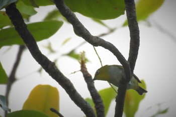 Swinhoe's White-eye ベトナム Tue, 5/2/2023