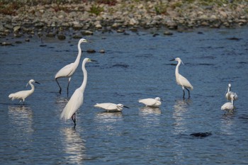 Great Egret 酒匂川河口 Fri, 5/5/2023