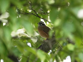 Meadow Bunting Saitama Prefecture Forest Park Thu, 6/1/2023