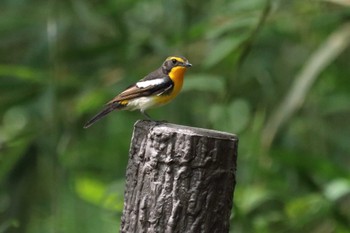 Narcissus Flycatcher 祖父江ワイルドネイチャー緑地 Sat, 6/3/2023