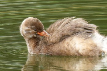 Little Grebe 京都府 Sun, 5/28/2023