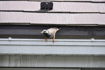 White-cheeked Starling Unknown Spots Sun, 5/28/2023