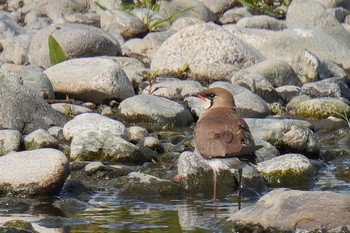 Oriental Pratincole 酒匂川河口 Fri, 5/5/2023