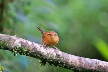 ヤマミソサザイ Mindo(Ecuador) 2023年5月24日(水)