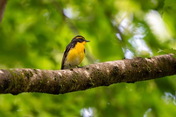 キビタキ 京都府立植物園 2023年6月3日(土)