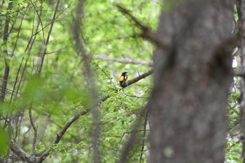 キビタキ 長野県 2023年5月27日(土)