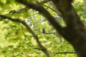 オオルリ 長野県 2023年5月27日(土)