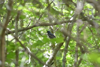 コルリ 長野県 2023年5月27日(土)