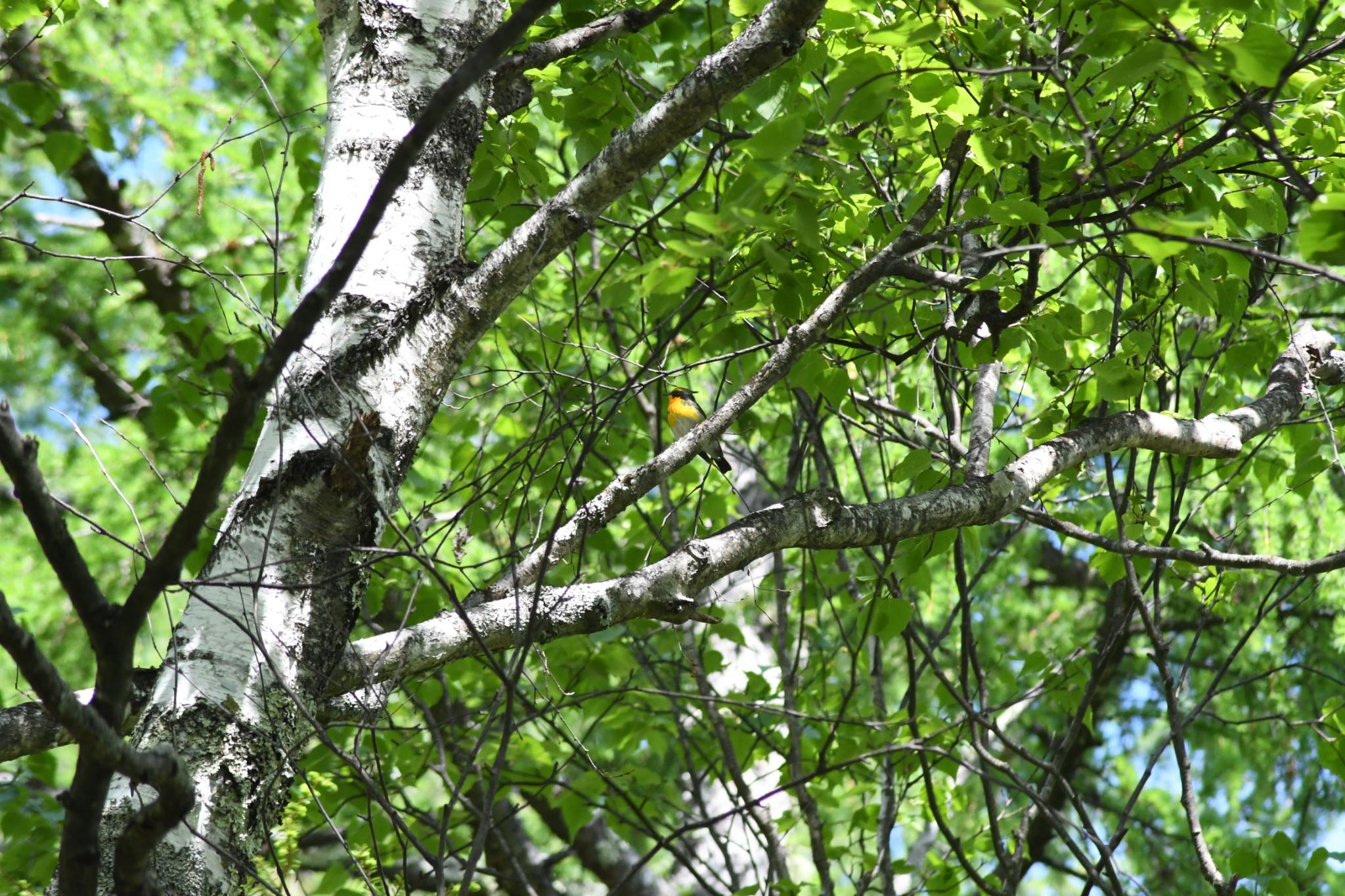 長野県 キビタキの写真 by ウォレス