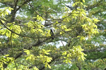 オオルリ 長野県 2023年5月27日(土)