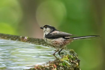 Long-tailed Tit 権現山(弘法山公園) Fri, 5/5/2023