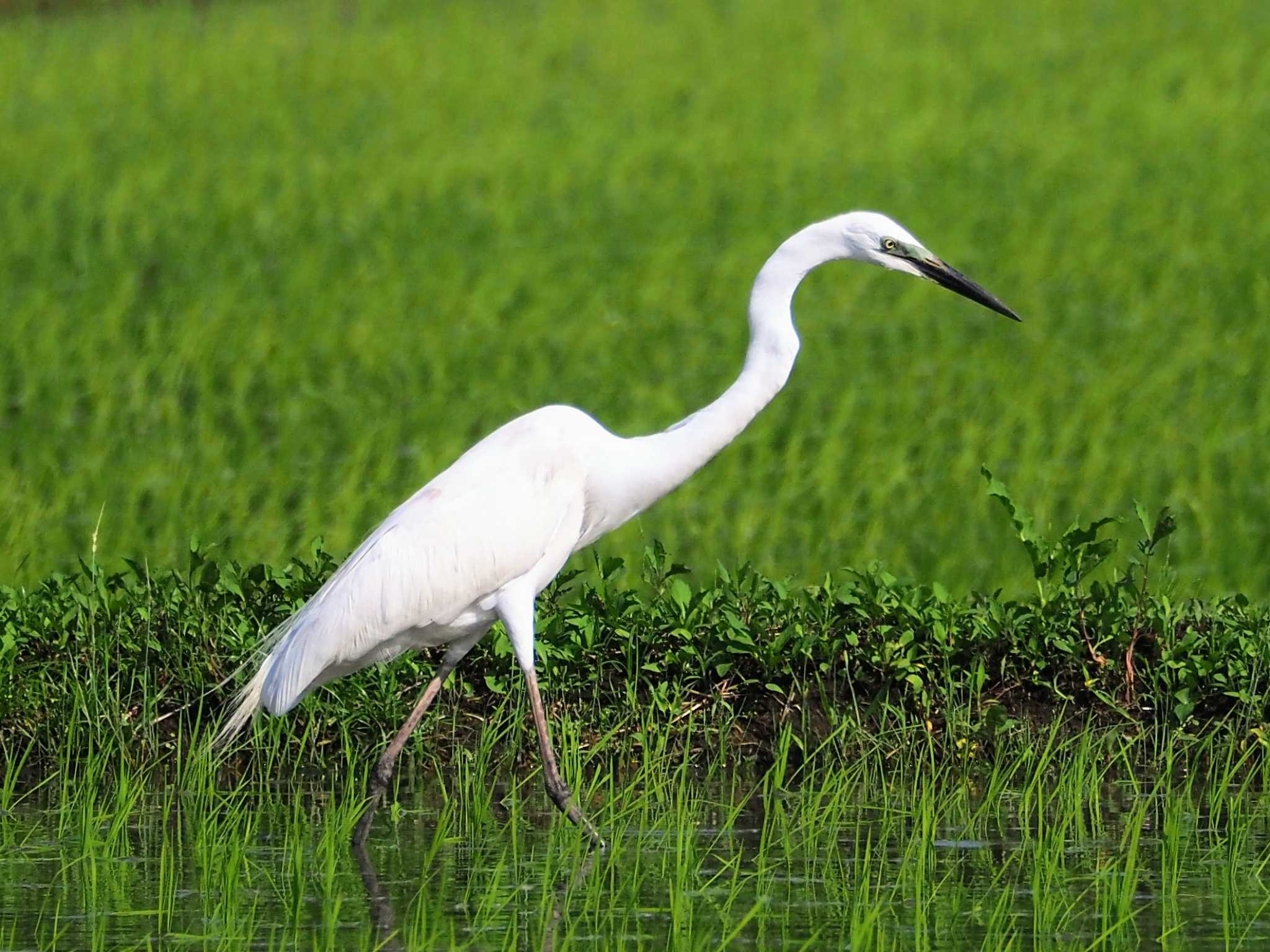 Photo of Medium Egret at  by とろろ