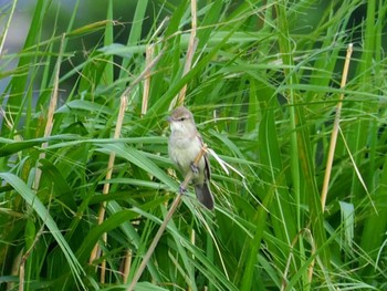 Oriental Reed Warbler Unknown Spots Sat, 6/3/2023